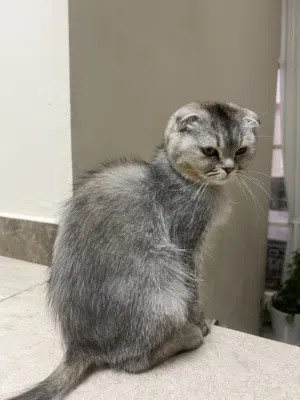 قطه للتبني
