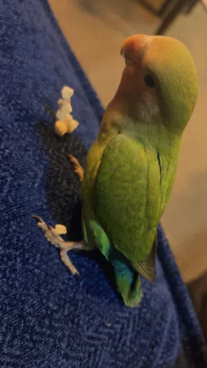 Lovebird sale