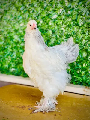 مزرعه دجاج