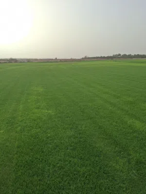 ثيل طبيعي نجيله طبيعيه
