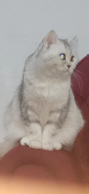 قطه للتبني مع كامل الأغراض