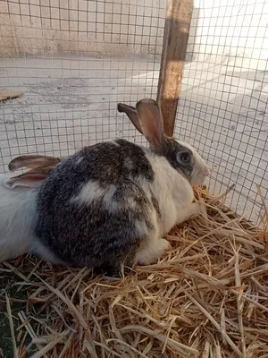 ‏أرانب‏4