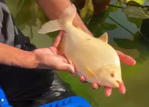 Cat fish and albino pacu