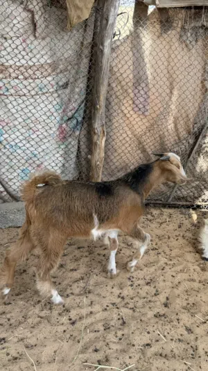 مالود للبيع بحاله ممتازه