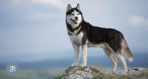 مطلوب جلب هاسكي اهم شي بدون امراض لتبني