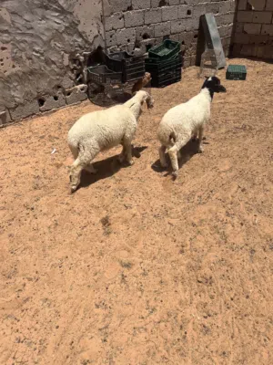 متاح زوز خرفان عمرهم اربعه شهور ونص مكانهم طرابلس بسم الله ماشاء الله