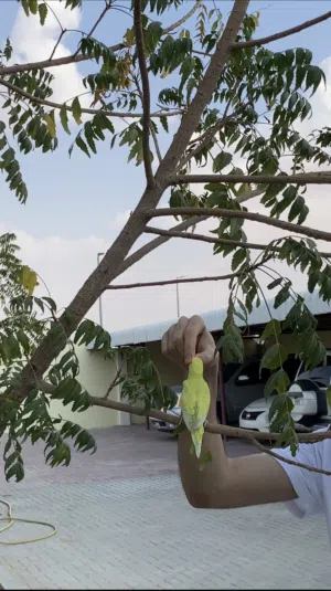 طيور البادجي