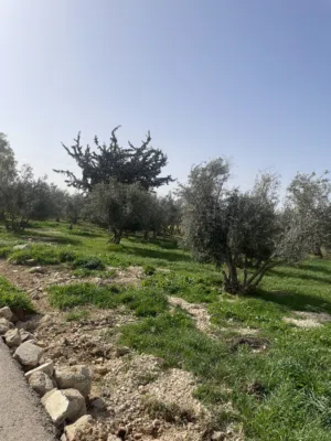 Farm Land for Sale in Madaba Other