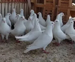 حمام فرنسي لاحم