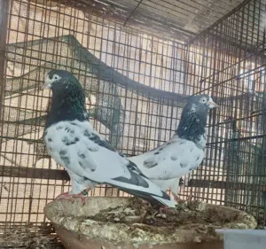 بيع طيورباكستاني انسال مختلفه وطيران