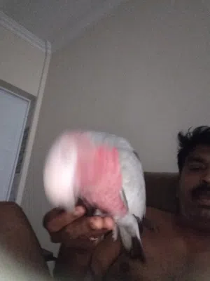 ghala cockatoo