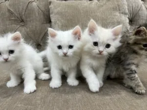 Kittens for sale