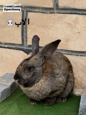 أرنب الماني درجة اولة