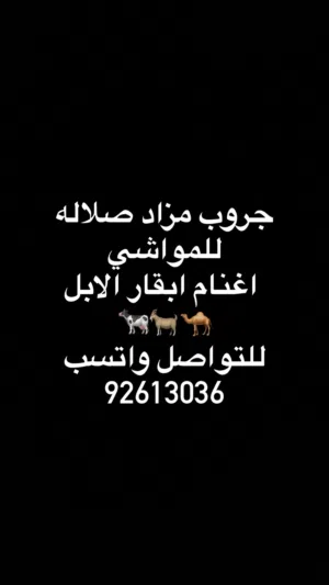 مزاد اغنام ابقار الابل صلاله