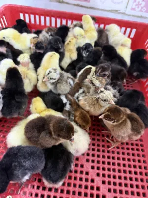 افراخ دجاج عرب