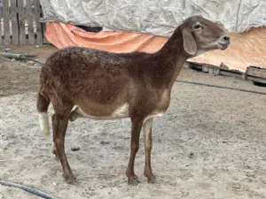 للبيع جعدة سودانية جاهزة للإنتاج