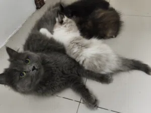 قطط للتبني ام و3 من ابناءها