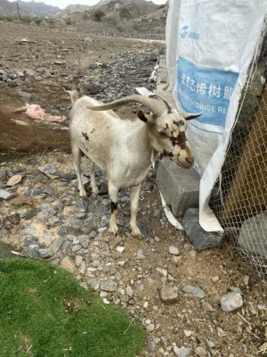 تيس صلالي فحل بدون تهجين