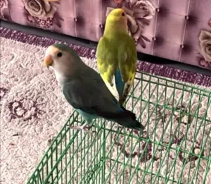 ببغاء روز زوج جاهز للإنتاج