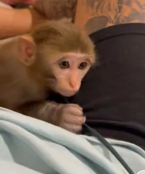 Other Animals2