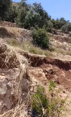 ارض مزروعة زيتون عالية ومطلة