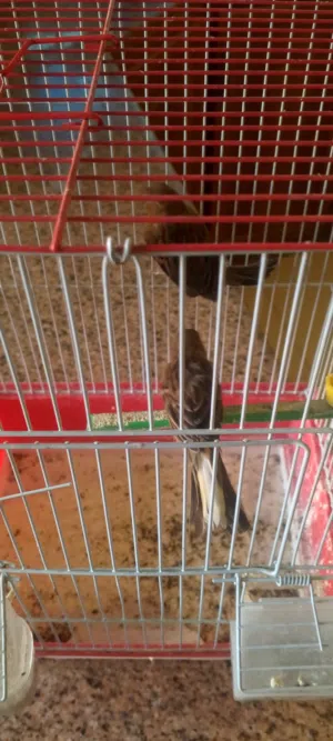 طيور كنار وا حب