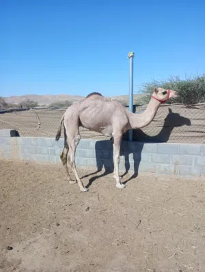 جعود حج لبيع