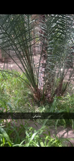 فسائل صرم للبيع