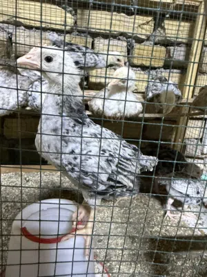 متاح دجاج دندراوي