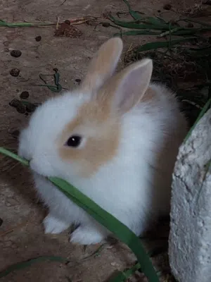 ارانب مميزه حجم صغير