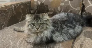 اسد الاسود