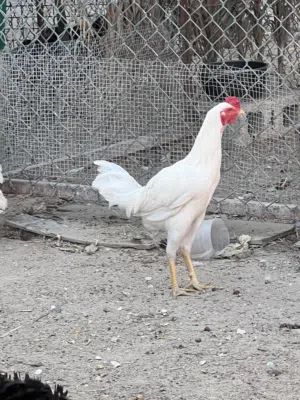 ديك باكستاني عمره 6 شهور