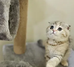 Scottish fold