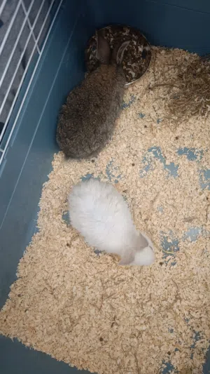 2 rabbits male and female along with nest, pet bottle, wood shelves and food balance available