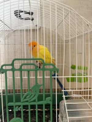 عصفور روز مروض