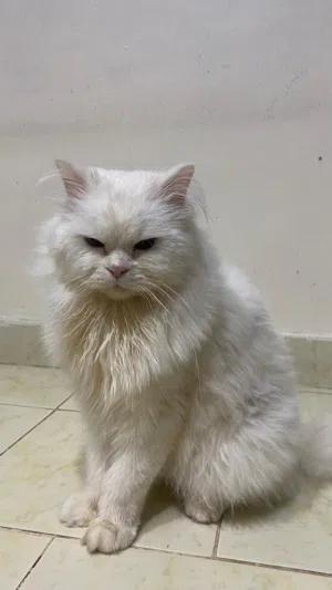 قط شيرازي عمرو سنتين ابيض