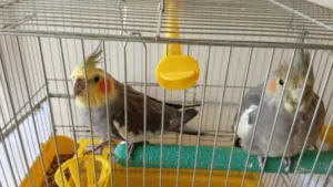 كوكتيل اليف