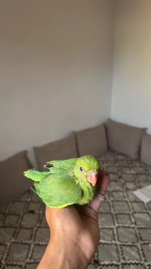 فروخ دره للبيع