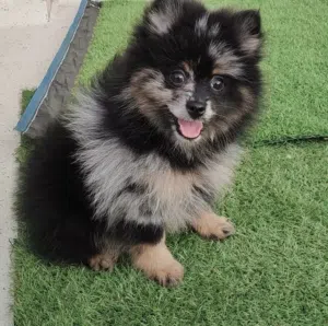 Teddy bear  face Pomeranian mini size