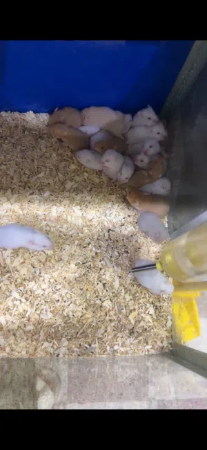 هامستر اليفات