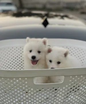 جراوي بيور سامويد لاعوبين جدا ونوع هادي Samoyed puppies