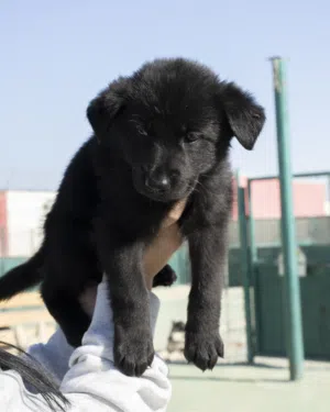 جيرمن رويال بلاك ..وورك لاين شورت هير..جميع اللقاحات اللازمه وجرعه الدود ومايكروشيب