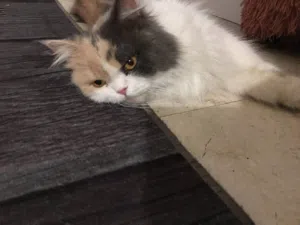 قط شانشيلا انثى العمر سنه