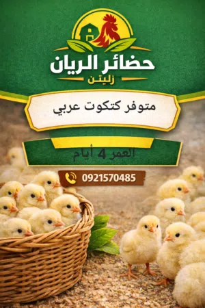 السلام عليكم متوفر كتكوت عربي العمر 4ايام