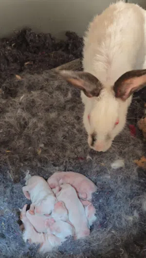 أرنب  الام مع اولادها الصغار