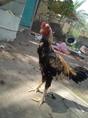 للبيع طير بتشوه أموره طيبه مافيه شي