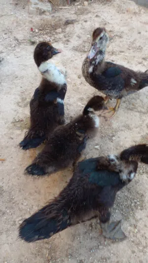 بط عمر شهرين عدد اربعه بلدي
