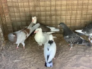 حمام انتاج زاجل وعربي