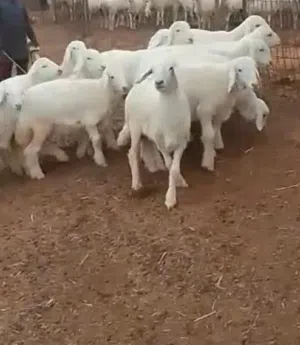 عرض لكم رخال للبيع