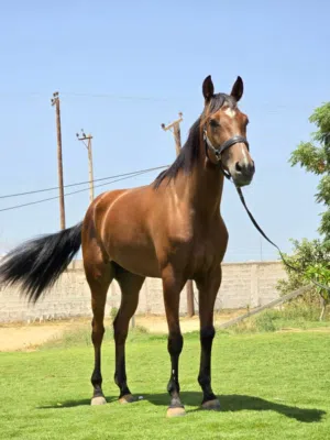 فرس للبيع.
